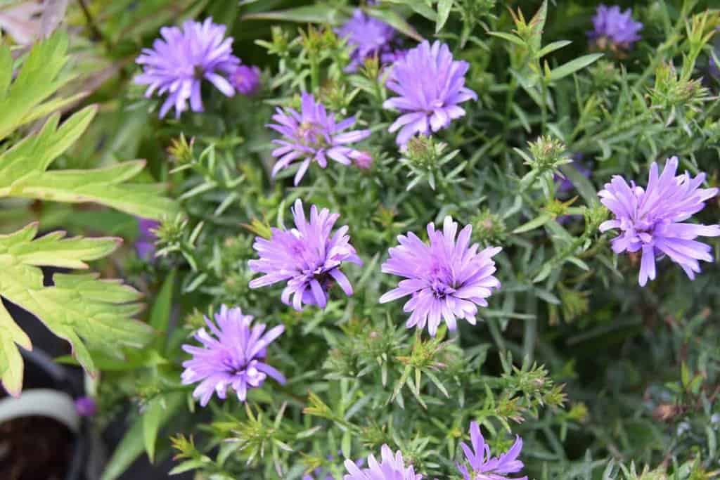 Symphyotrichum novi-belgii 'Lady in Blue' ---